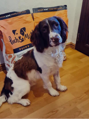 Shannon Marshall Puppy Dry Food Review