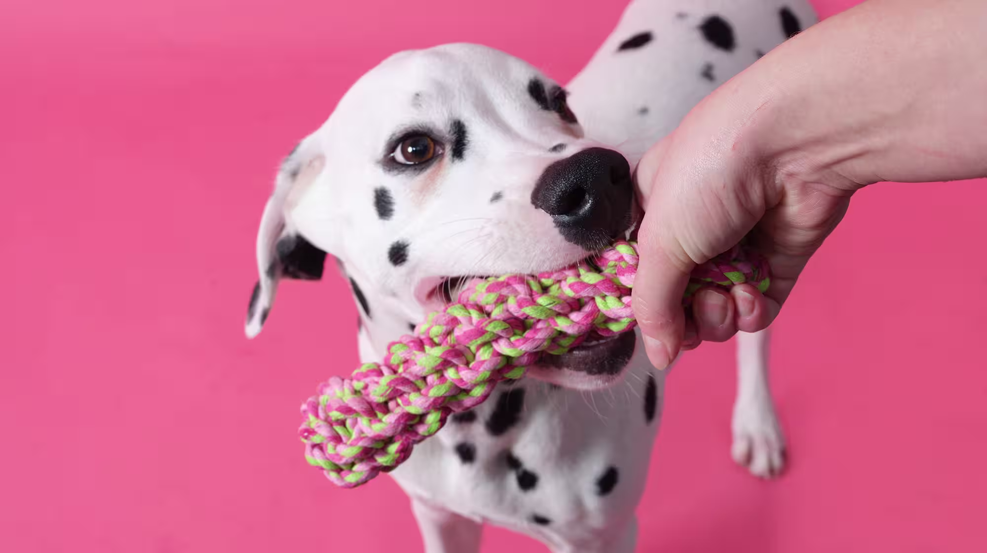 Dalmatian dog with toy in mouth on a pink background