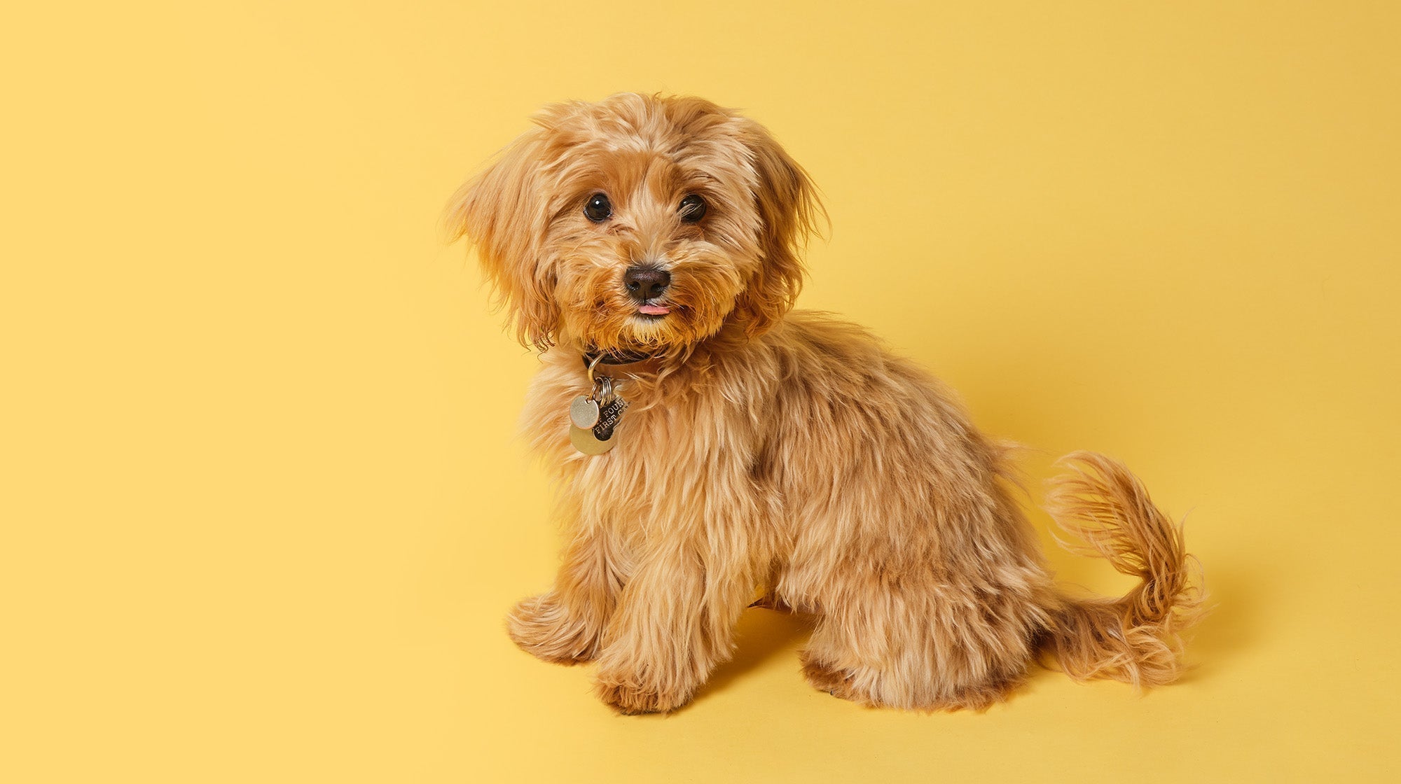Cavapoo