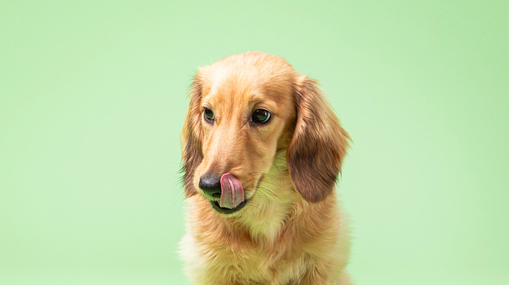 Why are slugs and snails a danger to dogs?-Image 1