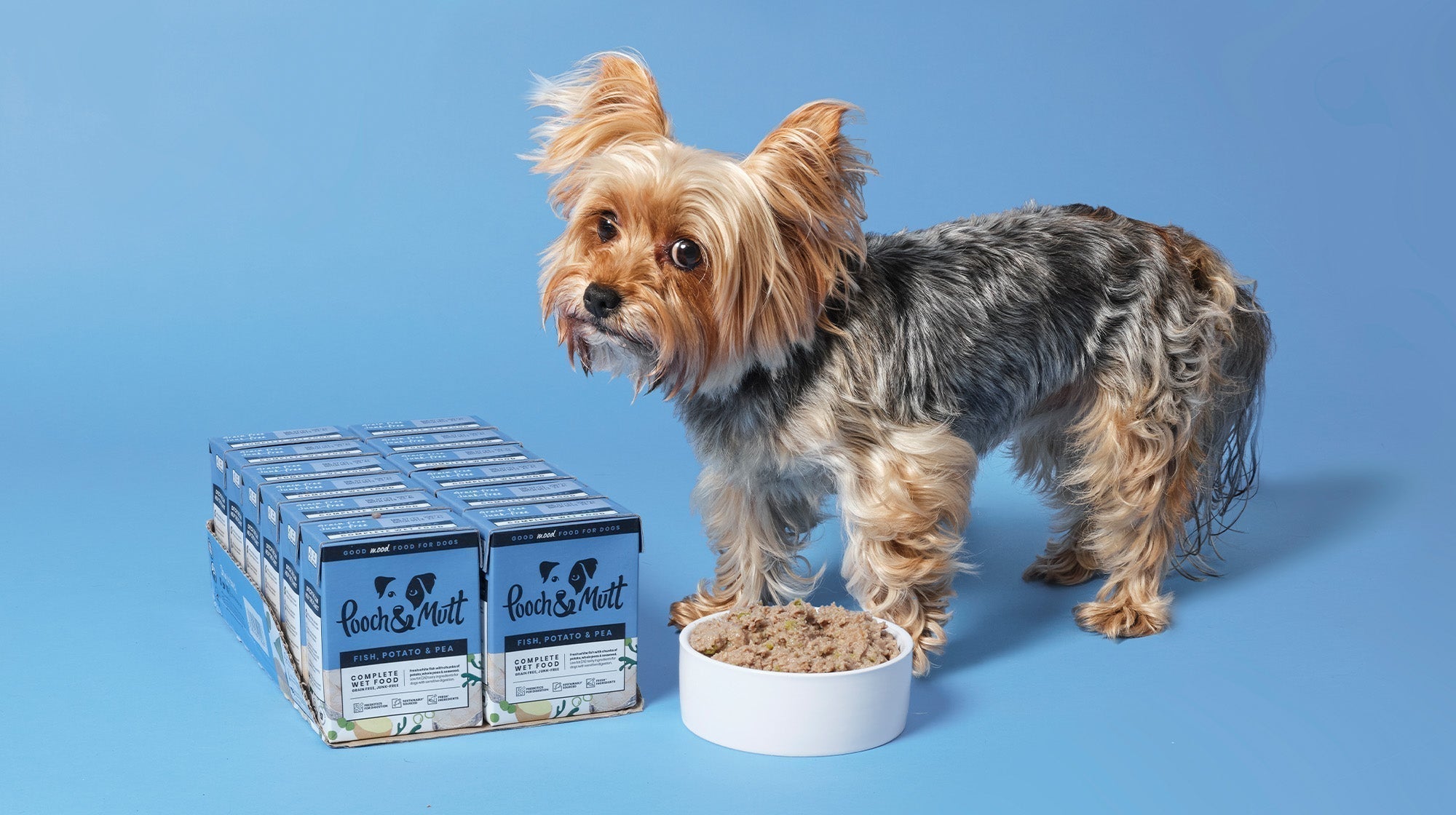 Yorkshire Terrier