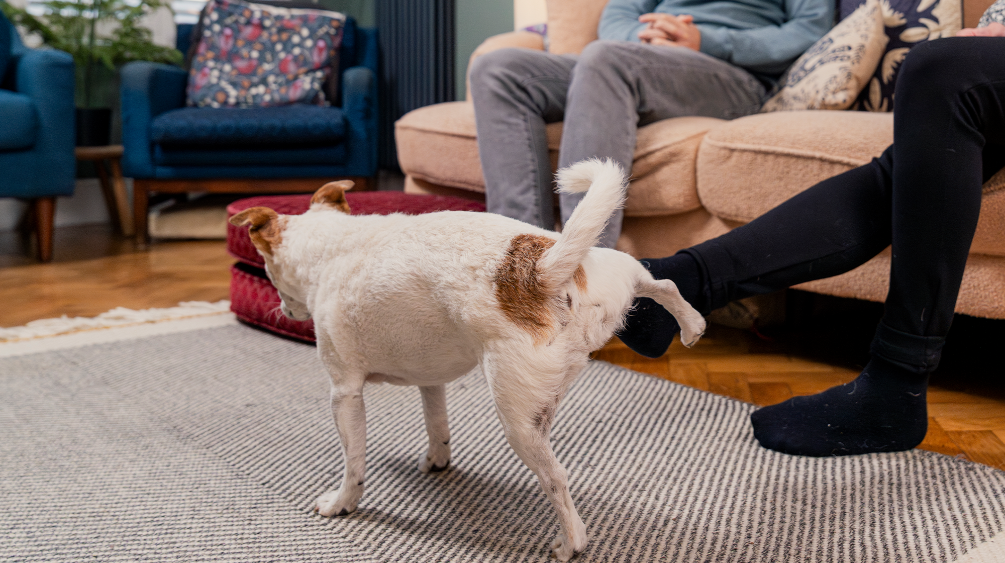 A white Jack Russell is pictured on the floor of a living room, cocking his leg onto the legs of those sat down on the sofa.