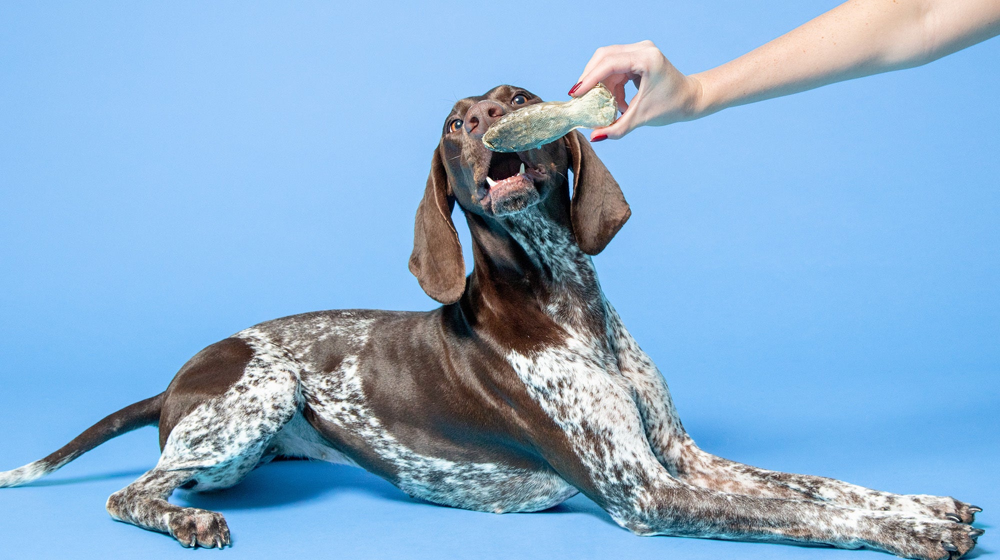 Enrichment ideas for senior dogs-Image 2