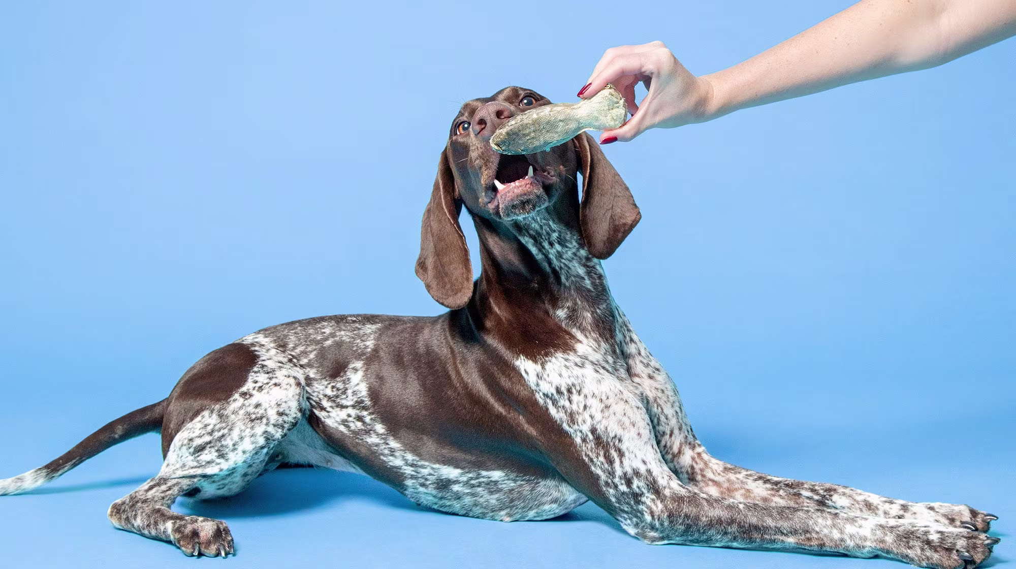 Enrichment ideas for senior dogs-Image 2