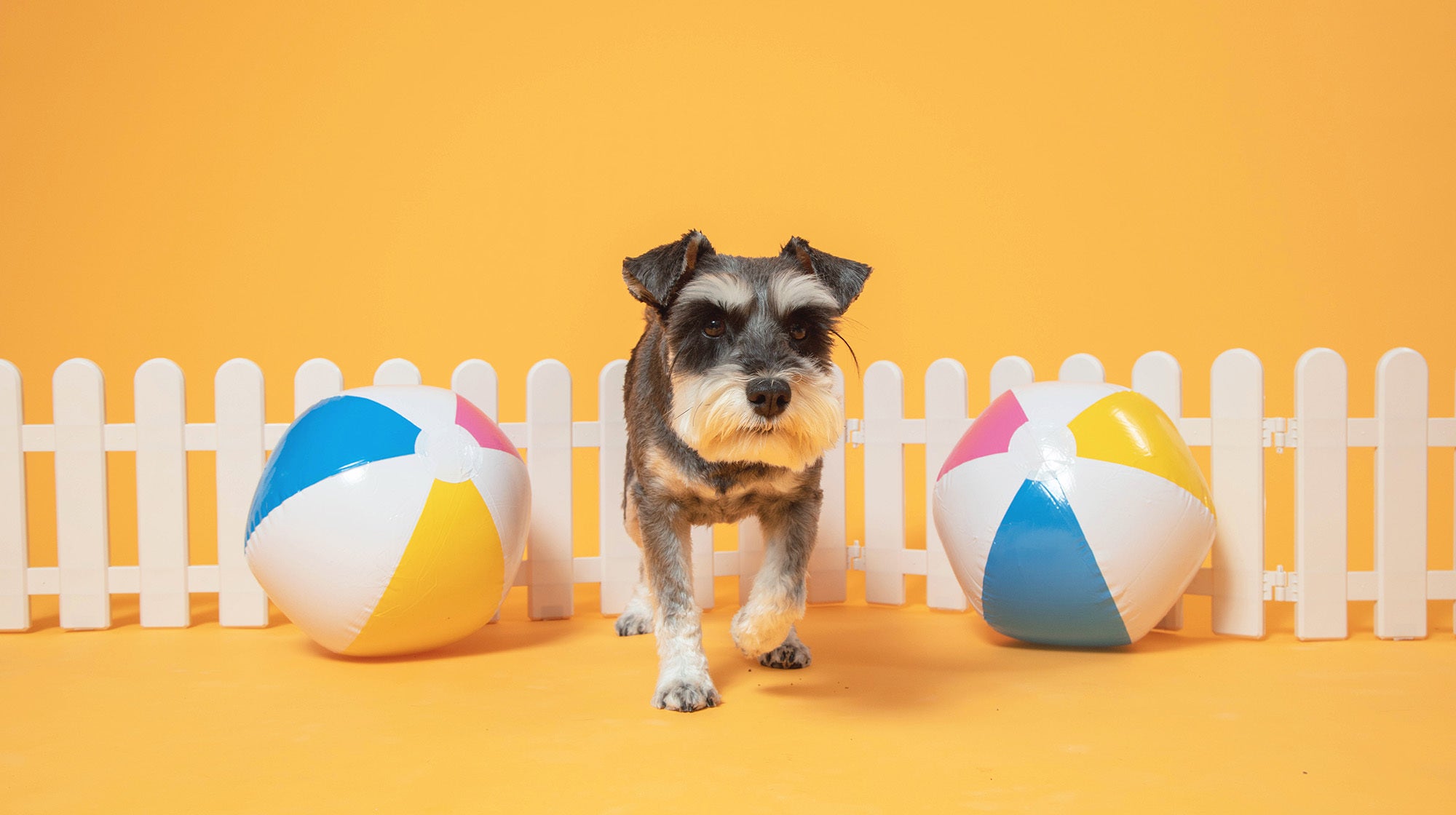 Keeping your dog safe in the garden-Image 1