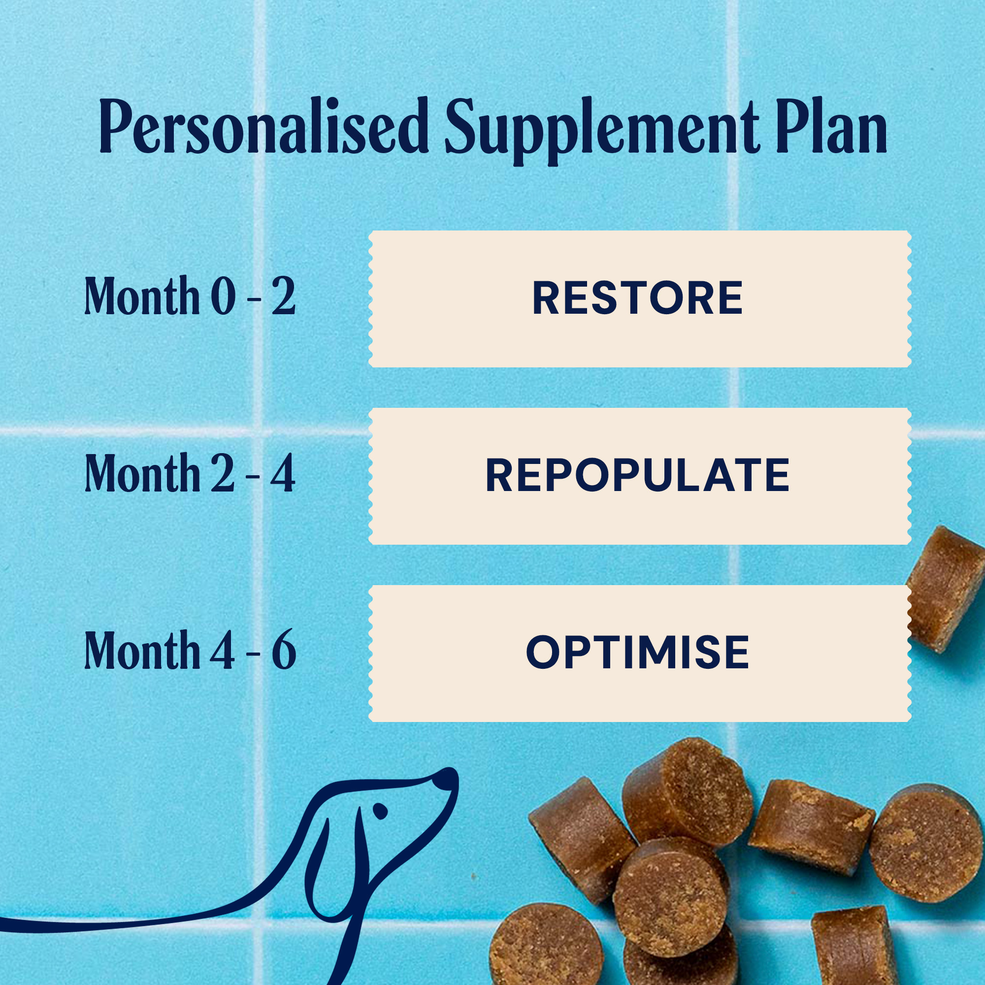 P&M SUPPLEMENT PLAN PHASE VET GUT HEALTH TEST KIT