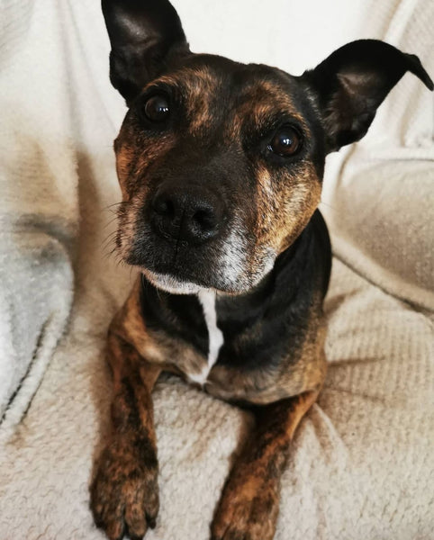 picture of a dog Staffordshire terrier