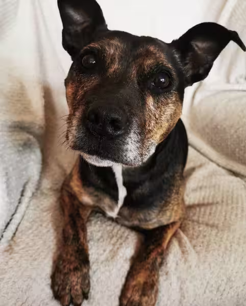 picture of a dog Staffordshire terrier