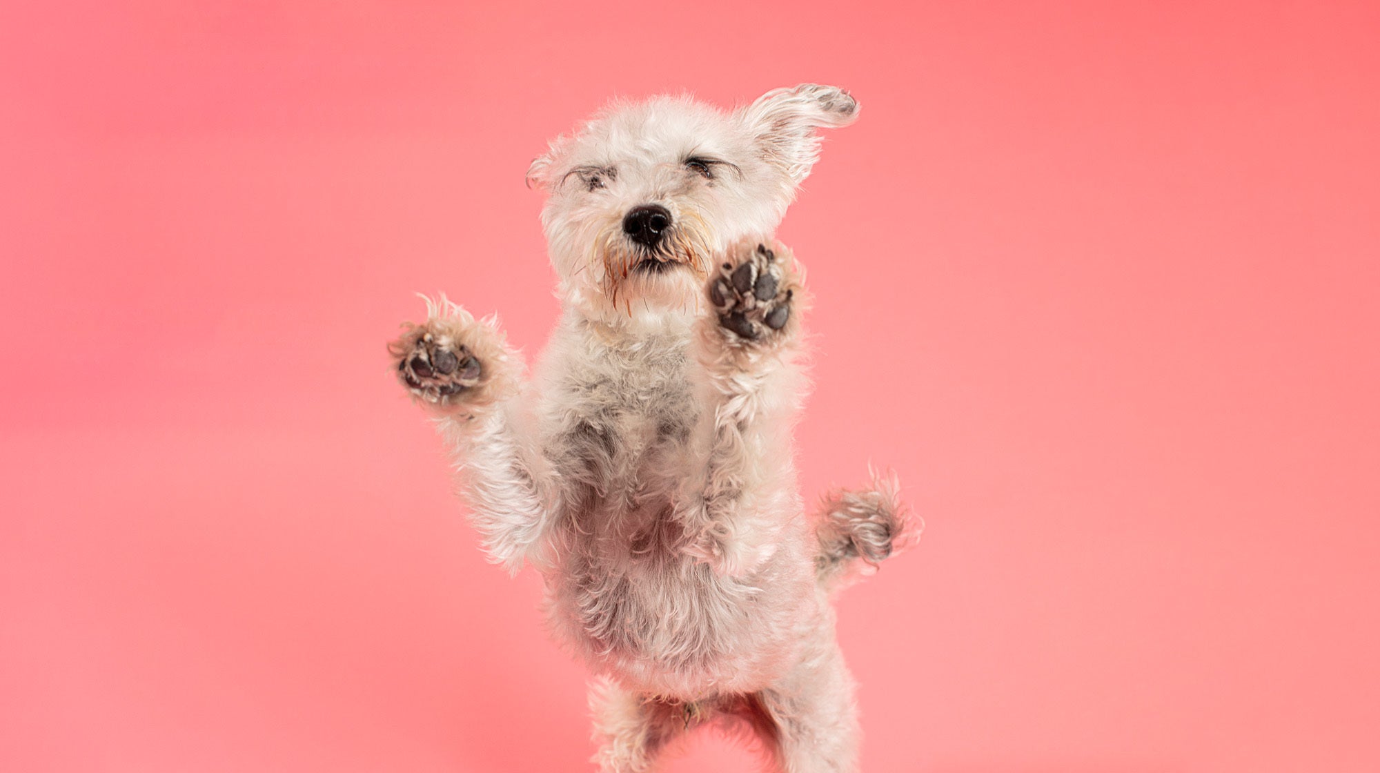 Why do dogs dig?-Image 1