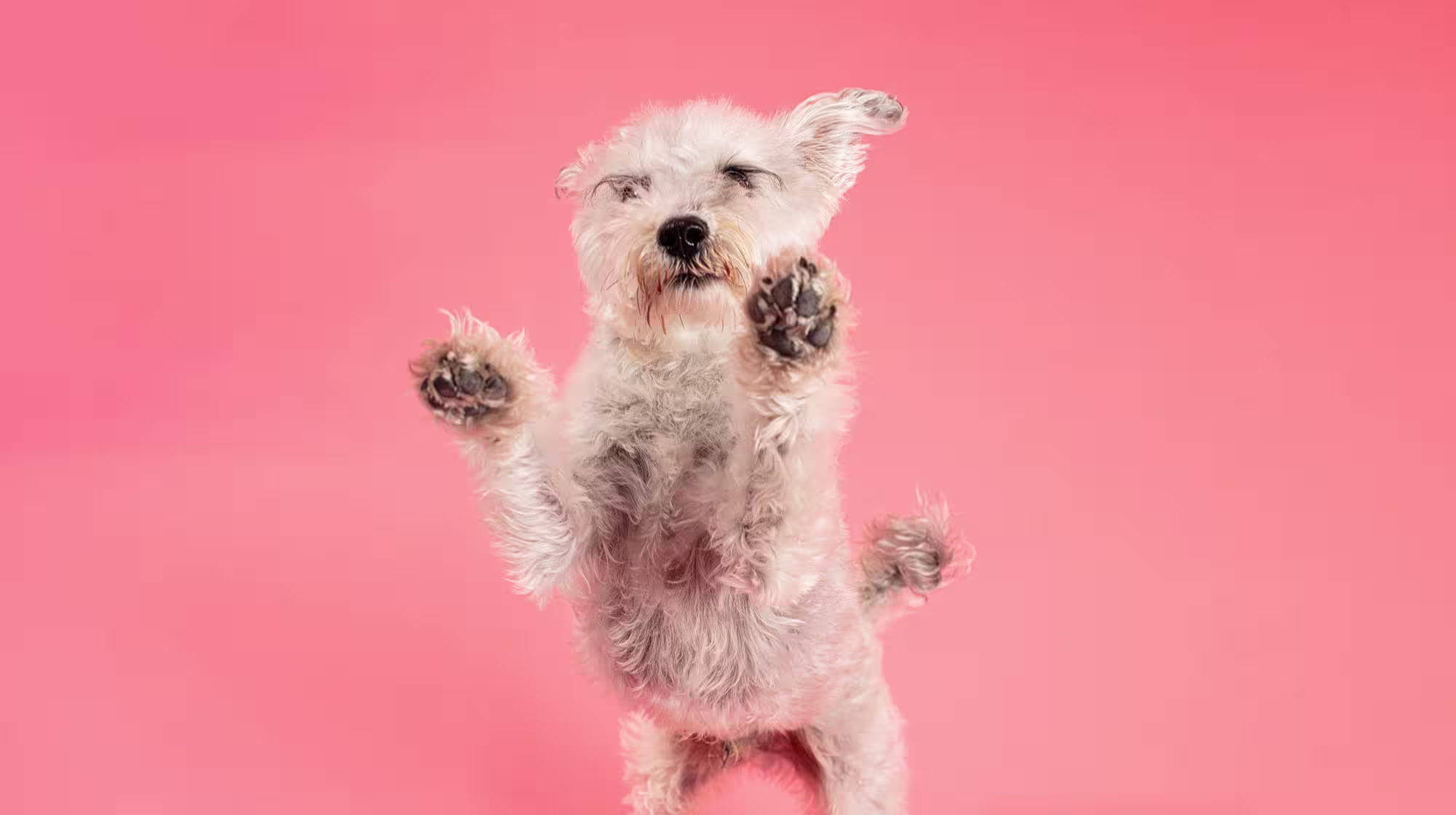 Why do dogs dig?-Image 1