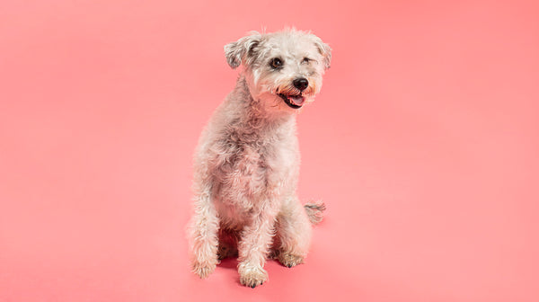  A cream coloured curly haired dog against a pink background