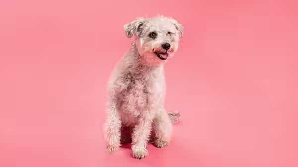 A cream coloured curly haired dog against a pink background