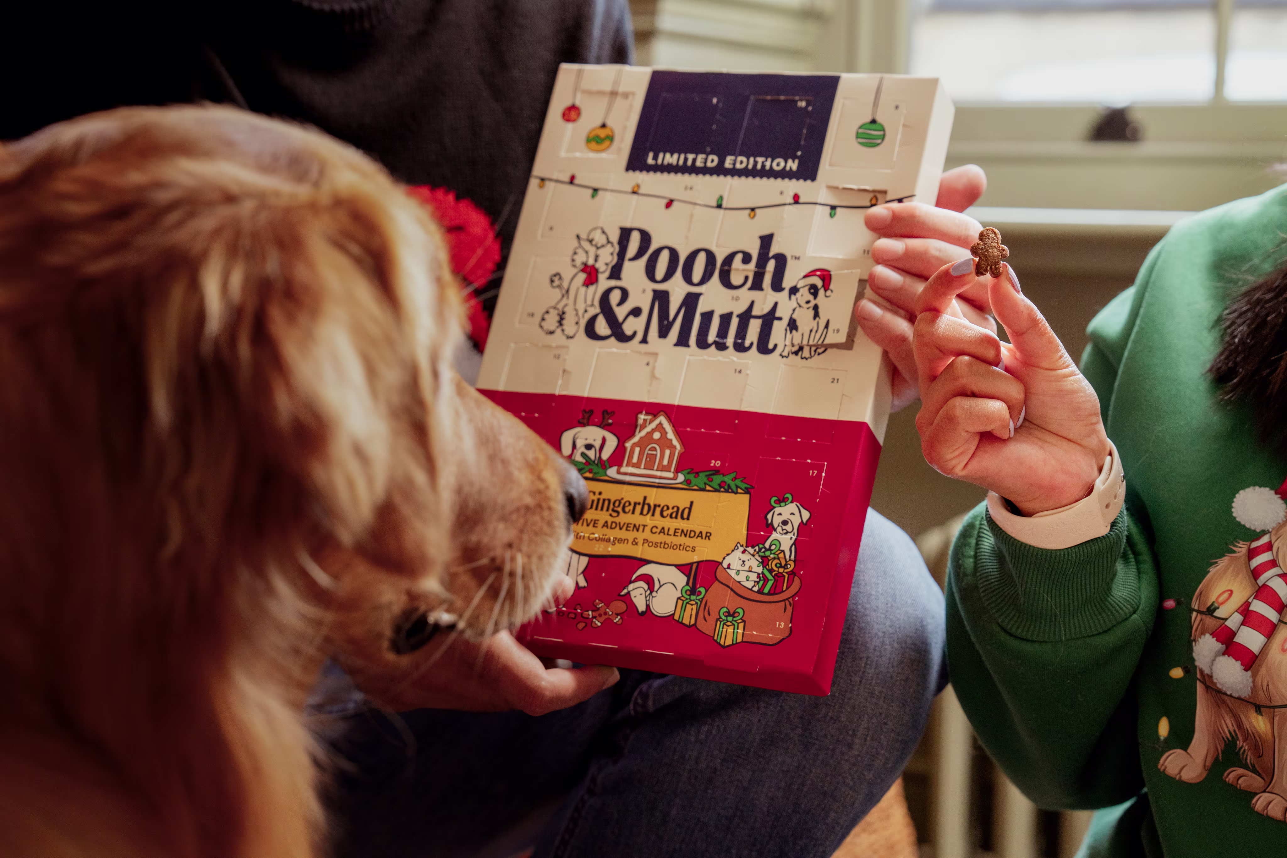 Image shows a red retriever dog staring at a Pooch & Mutt 2026 Christmas gingerbread advent calendar being held by a someone. Another person is holding one of the treats from inside which is shaped like a gingerbread man 