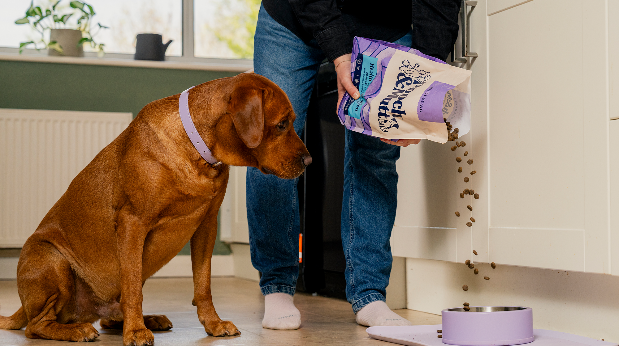 An auburn dog sits and waits by their bowl as someone pours dry food into it.