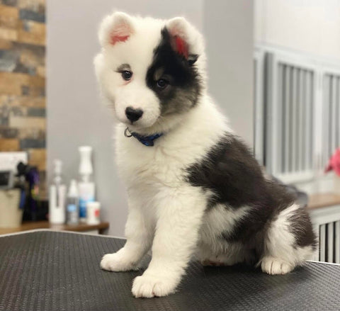 It is important to regularly clean your dogs eyes and ears