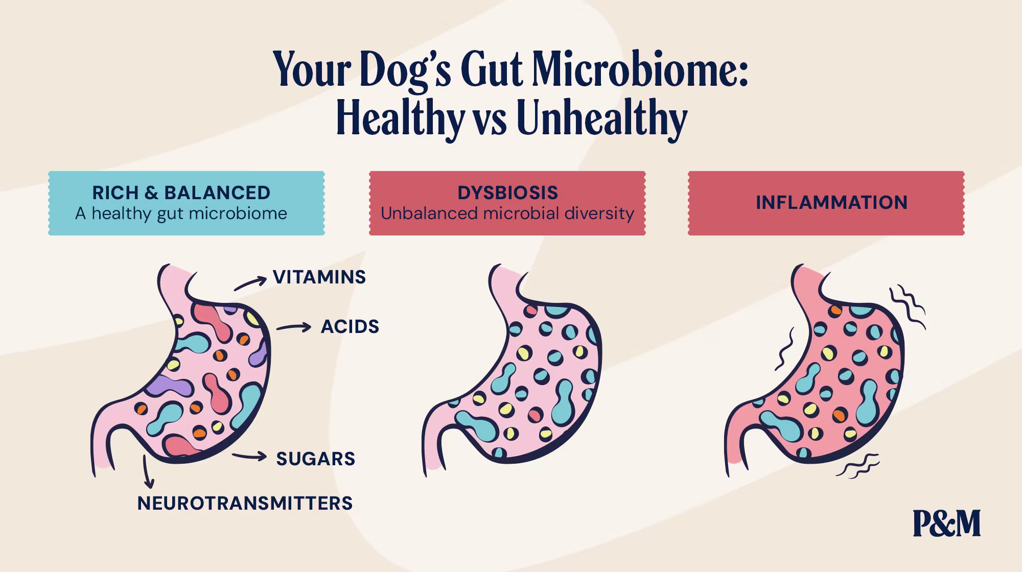 P&M BLOG GUT HEALTH RICH & BALANCED DYSBIOSIS INFOGRAPHIC