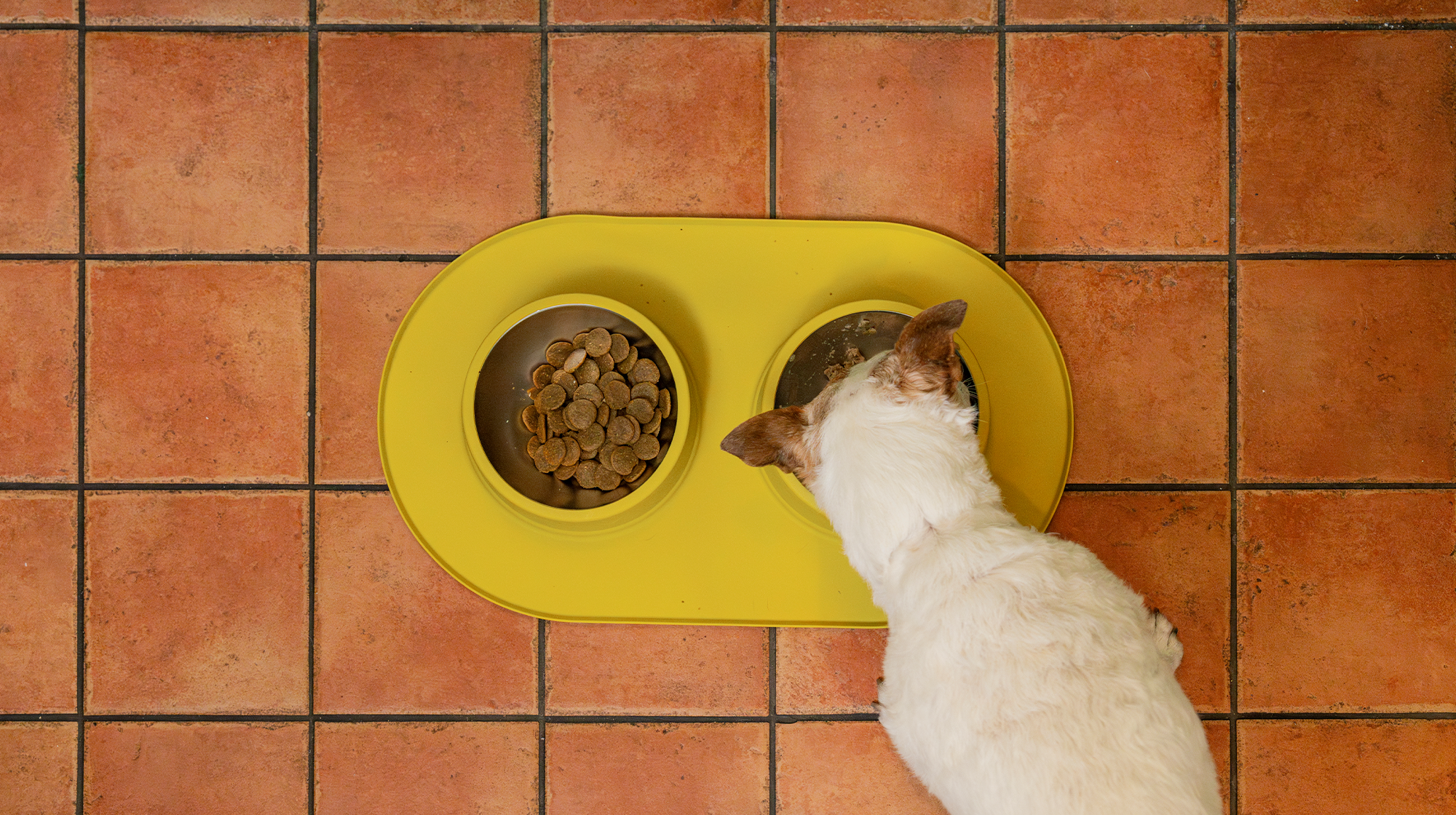 A picture shot from above of a white dog eating dry kibble out of a yellow bowl, with another yellow bowl next to it, on a yellow mat placed on a tiled floor.