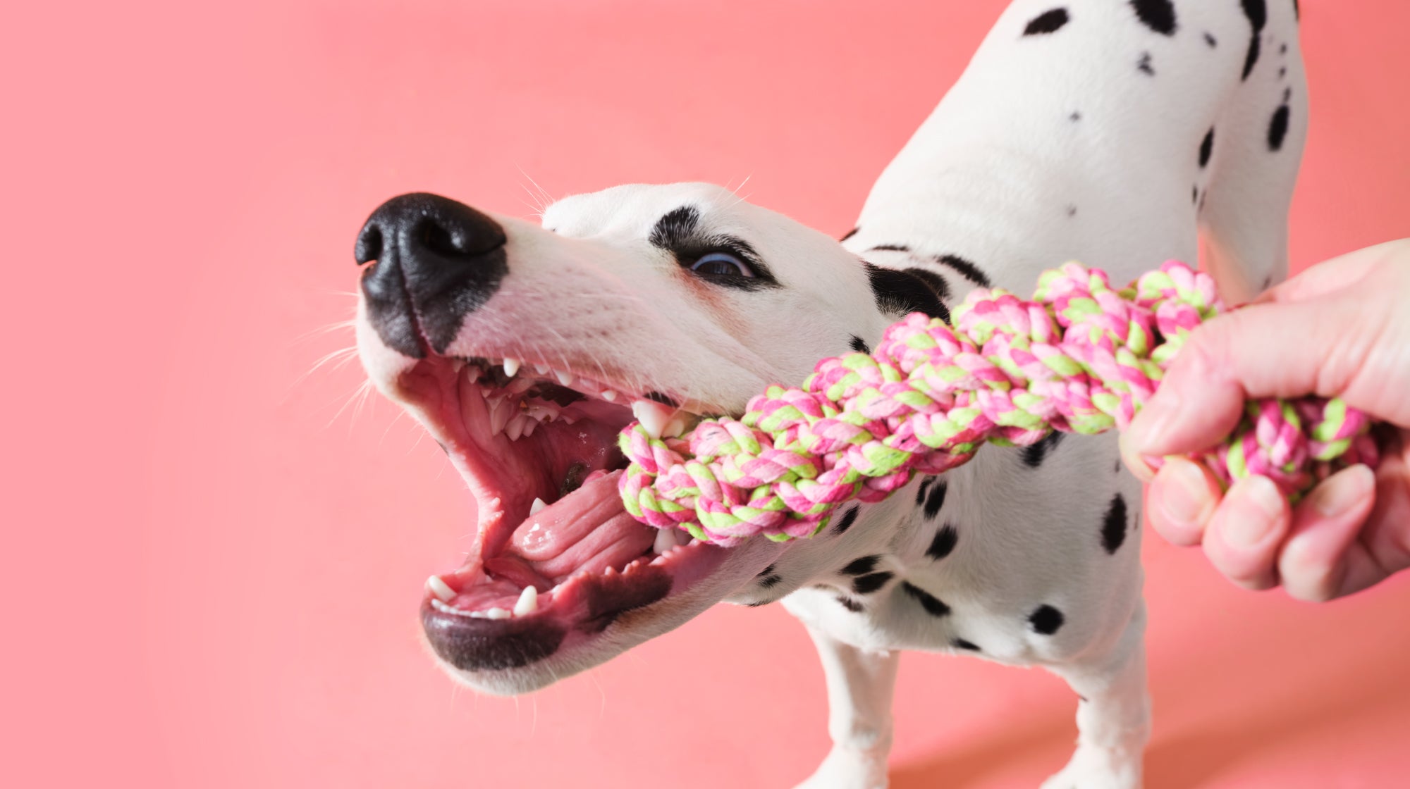 Dalmatian dog playing tug with a rope toy, against a pale pink backdrop