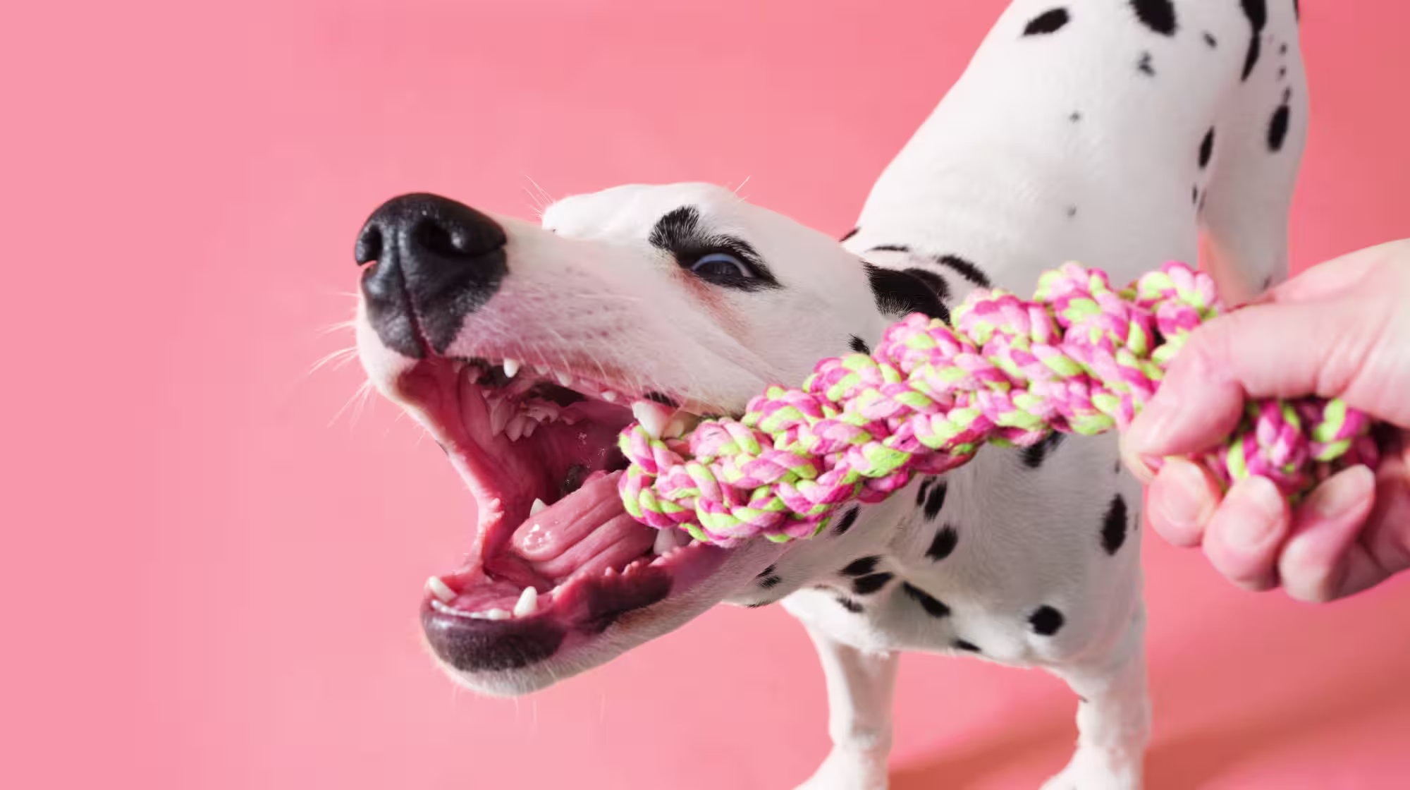 Dalmatian dog playing tug with a rope toy, against a pale pink backdrop