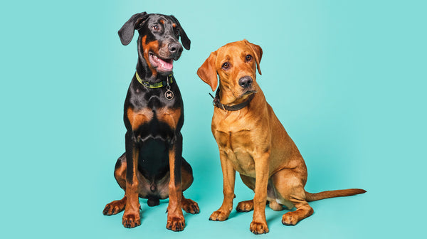 A Doberman and red Labrador sat together, against an aqua blue background