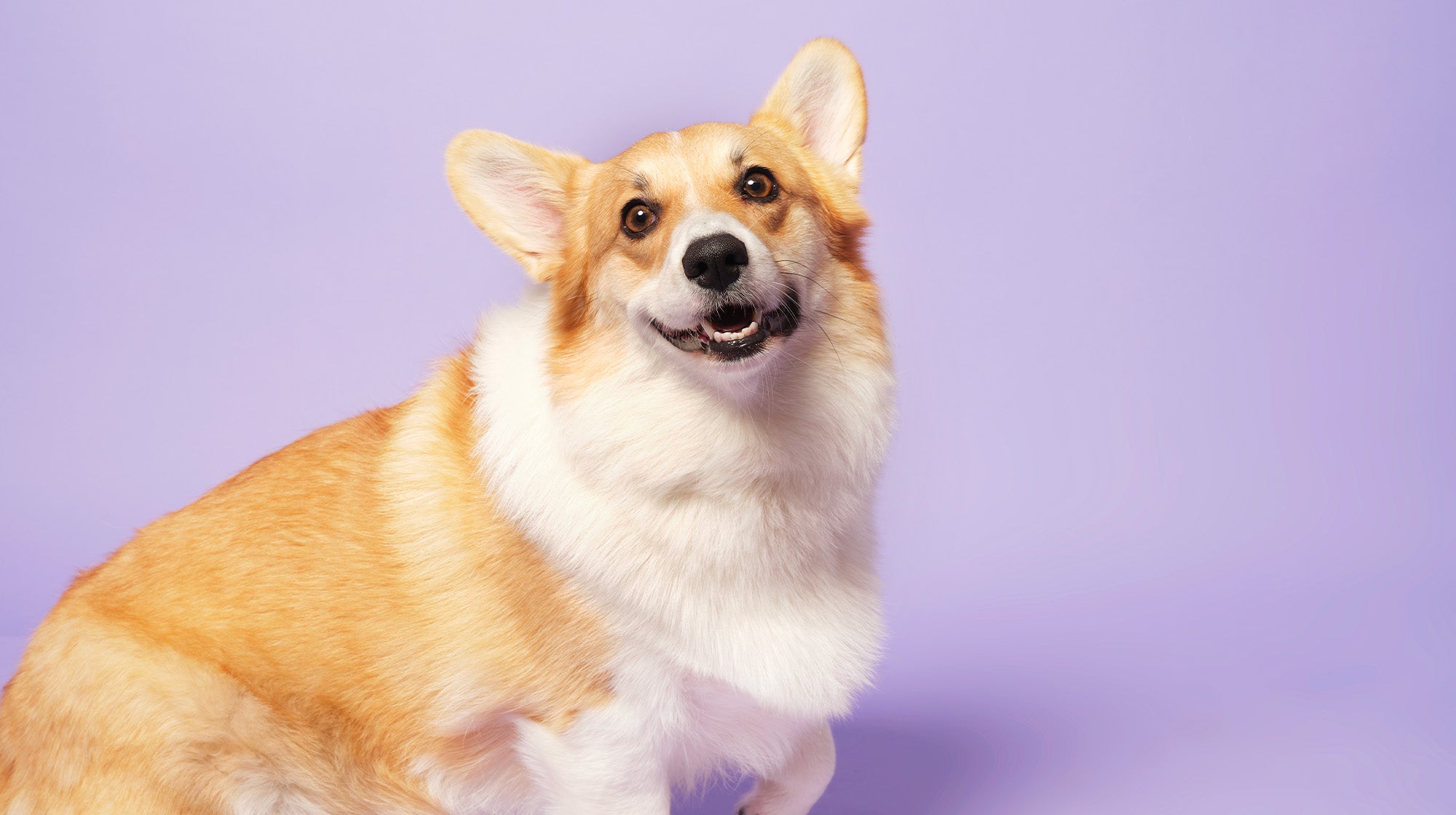 Is Collagen good for dogs?-Image 1