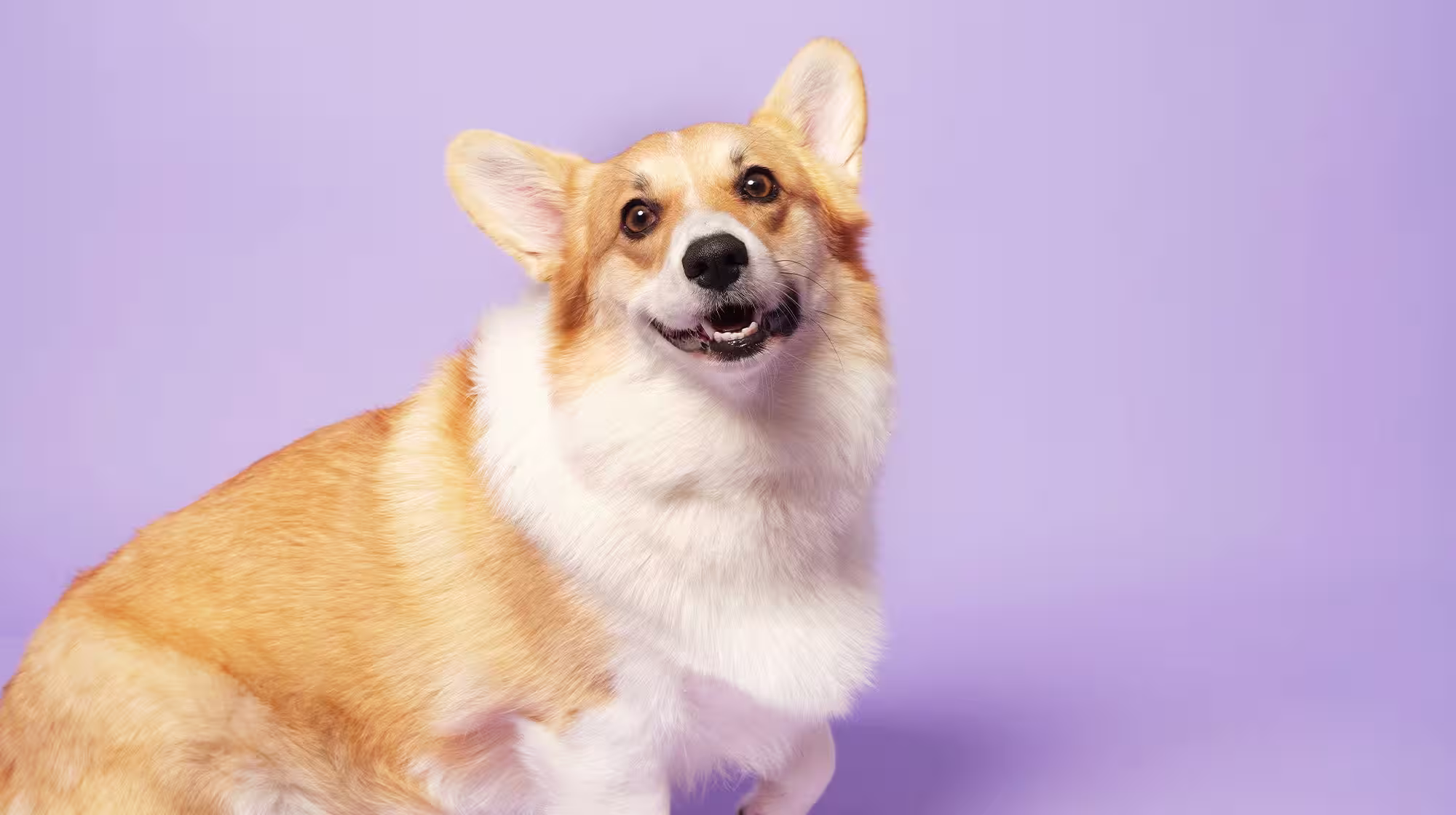 Is Collagen good for dogs?-Image 1