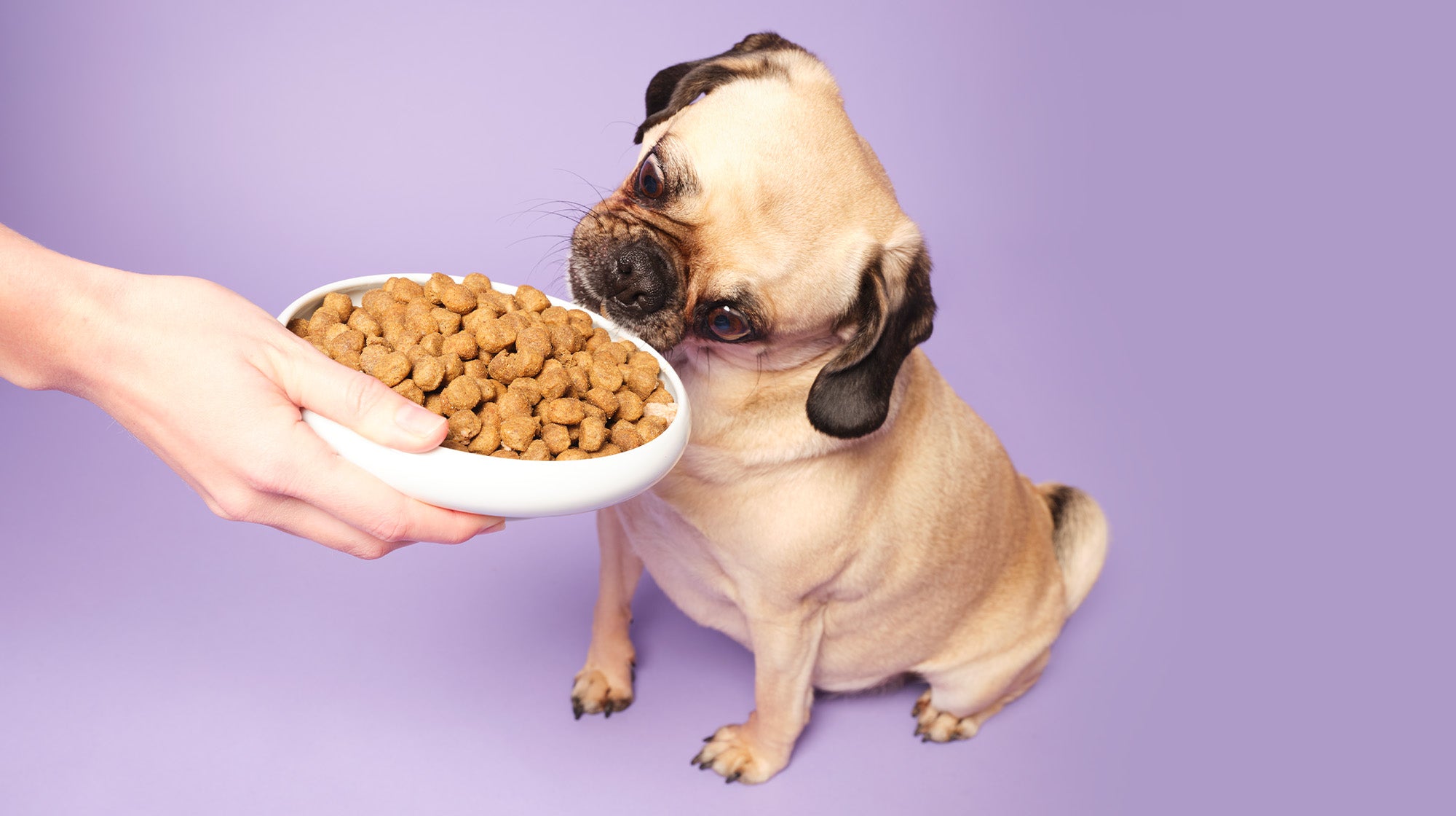 What food is best for dogs with kidney disease?-Image 2