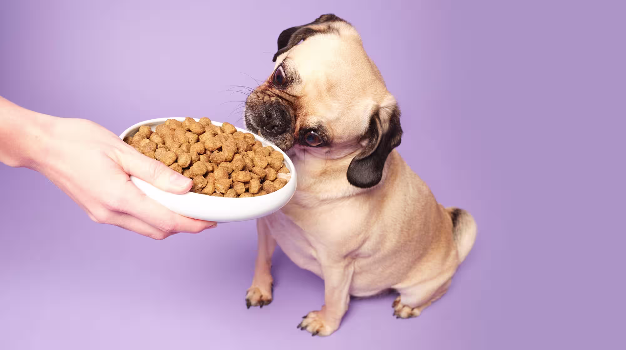 What food is best for dogs with kidney disease?-Image 2