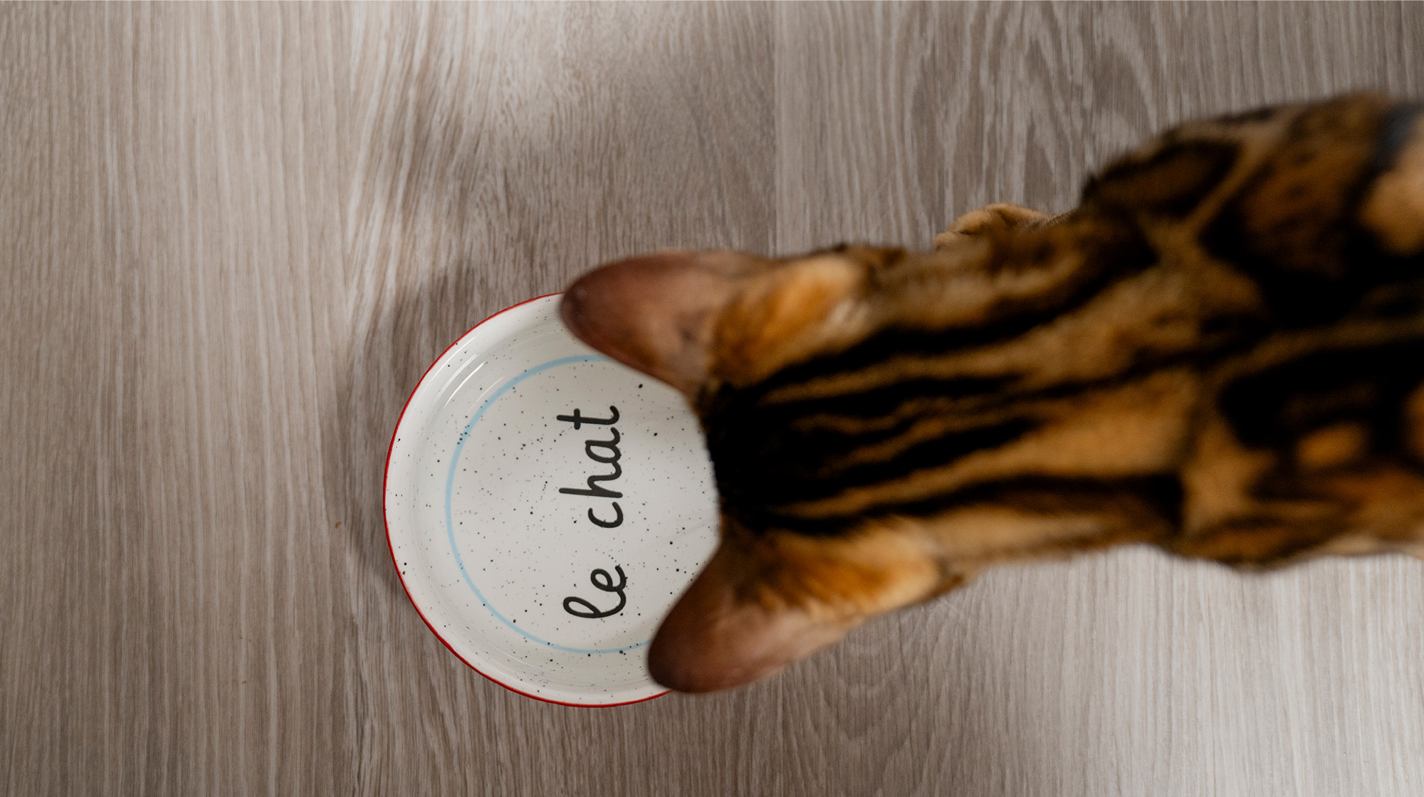 BLOG WHY IS MY CAT NOT EATING BODY IMAGE 1