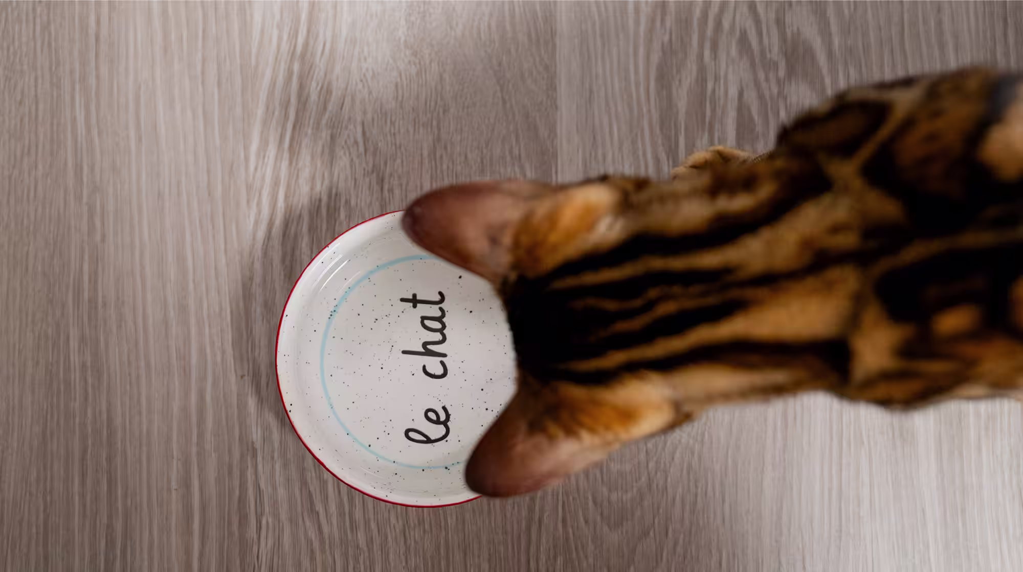 BLOG WHY IS MY CAT NOT EATING BODY IMAGE 1