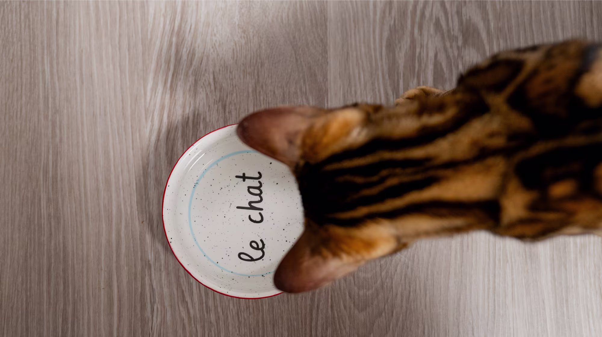 BLOG WHY IS MY CAT NOT EATING BODY IMAGE 1
