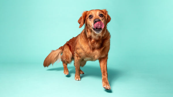 A red-coloured retriever, licking their lips, against an aqua blue background