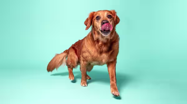A red-coloured retriever, licking their lips, against an aqua blue background