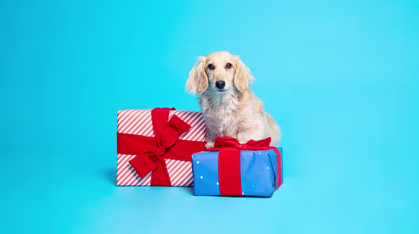 A small golden coloured dog with 2 wrapped presents, against a bright blue background