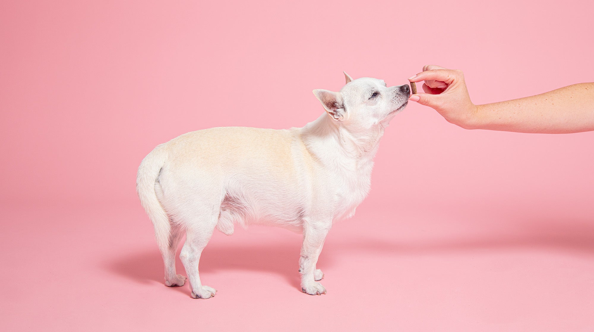 Enrichment ideas for senior dogs-Image 3