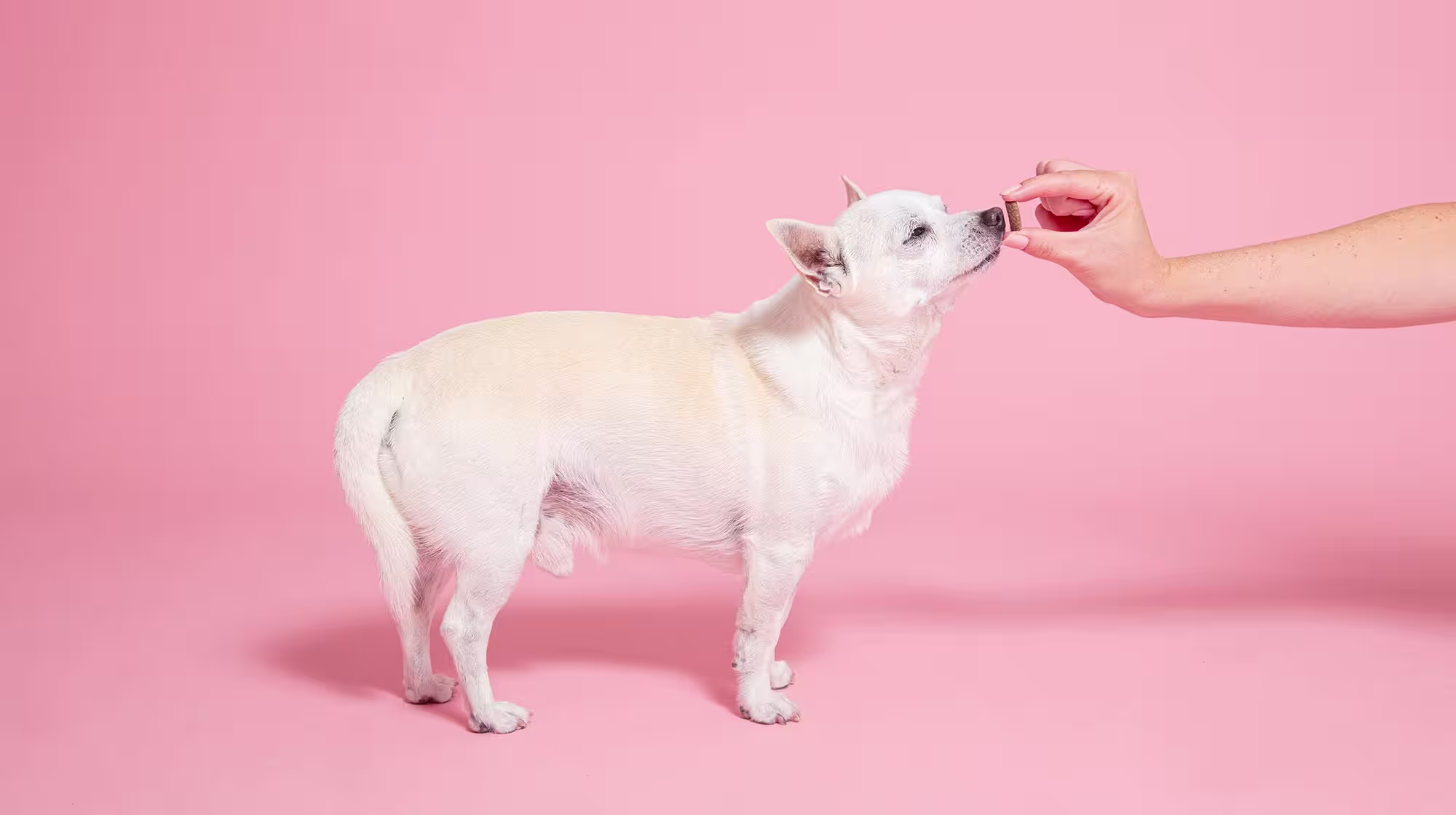 Enrichment ideas for senior dogs-Image 3