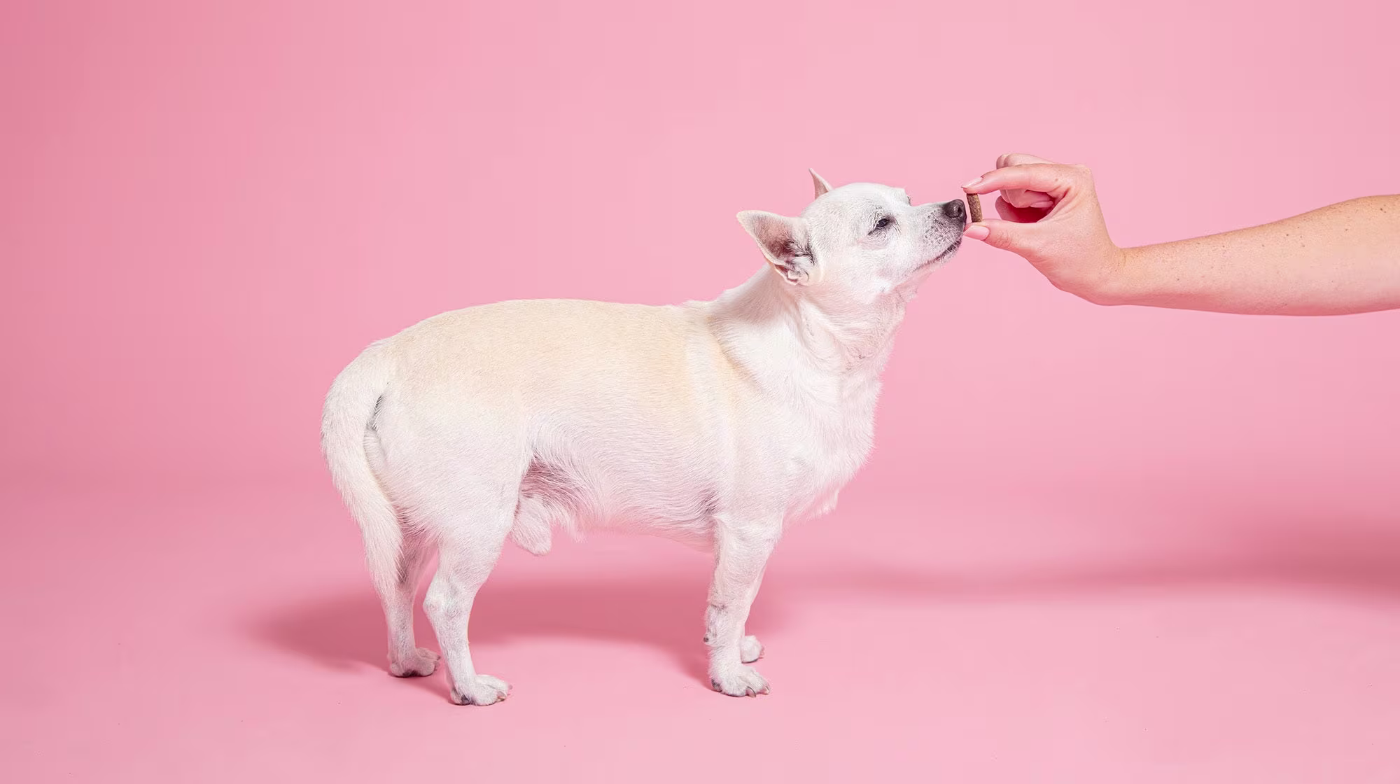 Enrichment ideas for senior dogs-Image 3