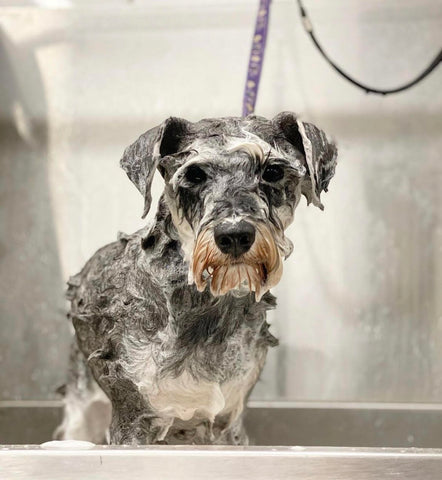 How to groom your dog at home-Image 3