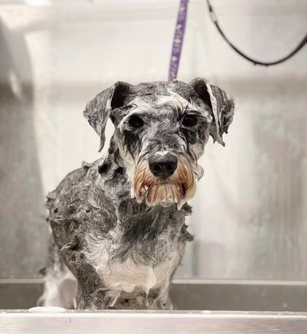 How to groom your dog at home-Image 3