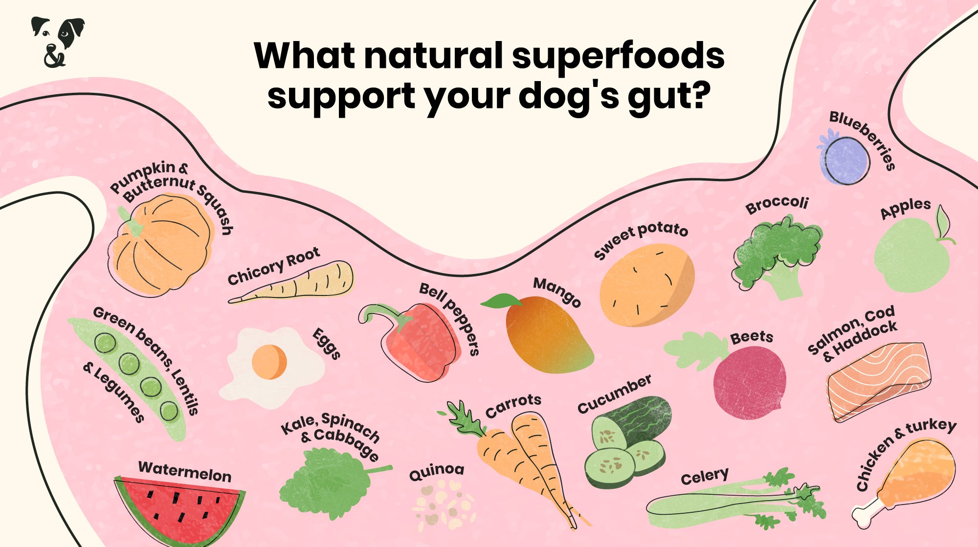 An illustrated image of a dog's stomach with the title 'What natural superfoods support your dog's gut?'. This includes a list of fruits and vegetables mentioned in the article, with aligned illustrations