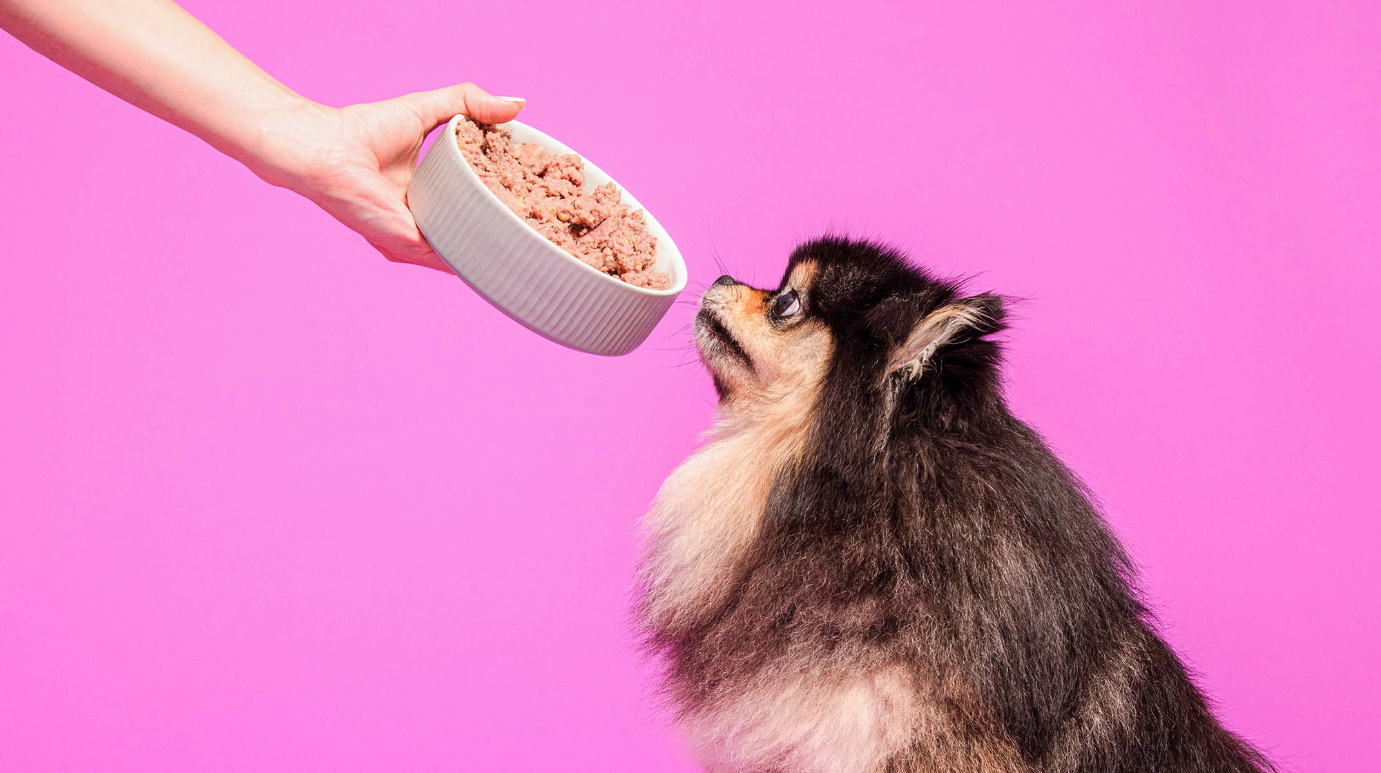 What herbs and spices are safe for dogs?-Image 1