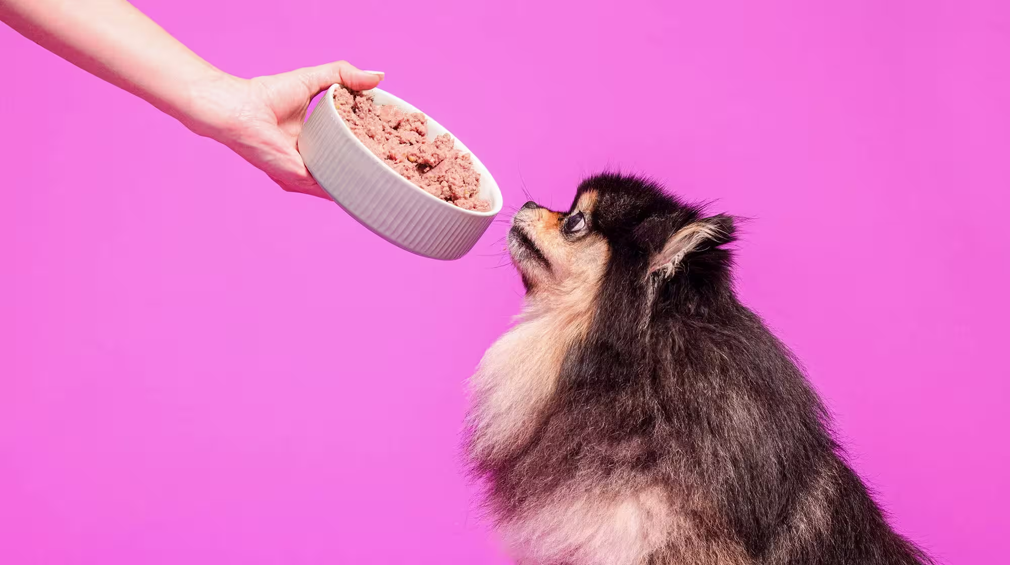 What herbs and spices are safe for dogs?-Image 1