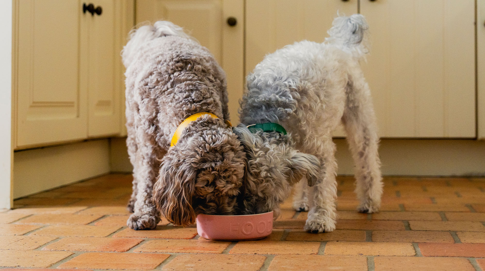 RAW AND FRESH BLOG DOGS EATING 