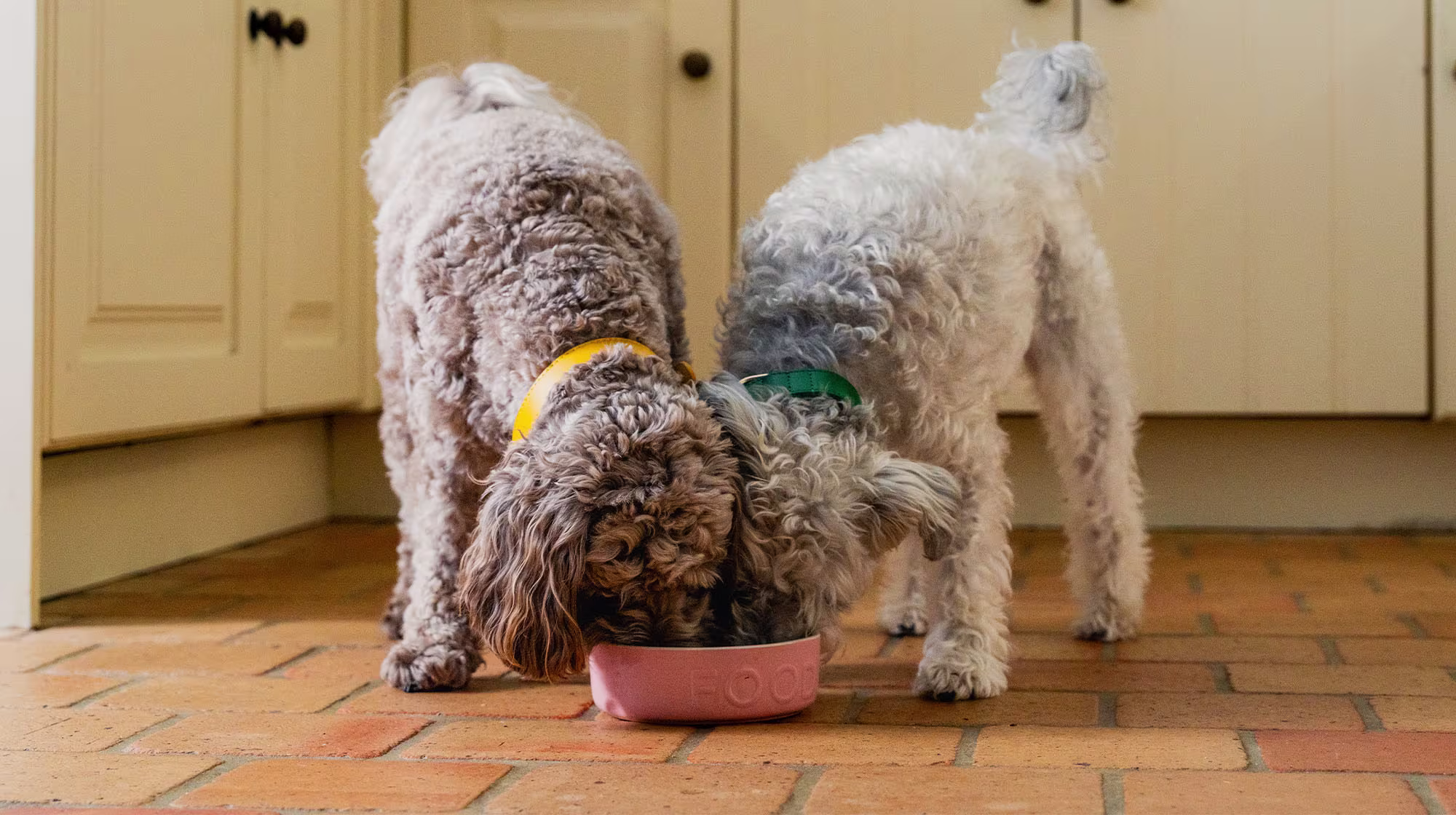 RAW AND FRESH BLOG DOGS EATING