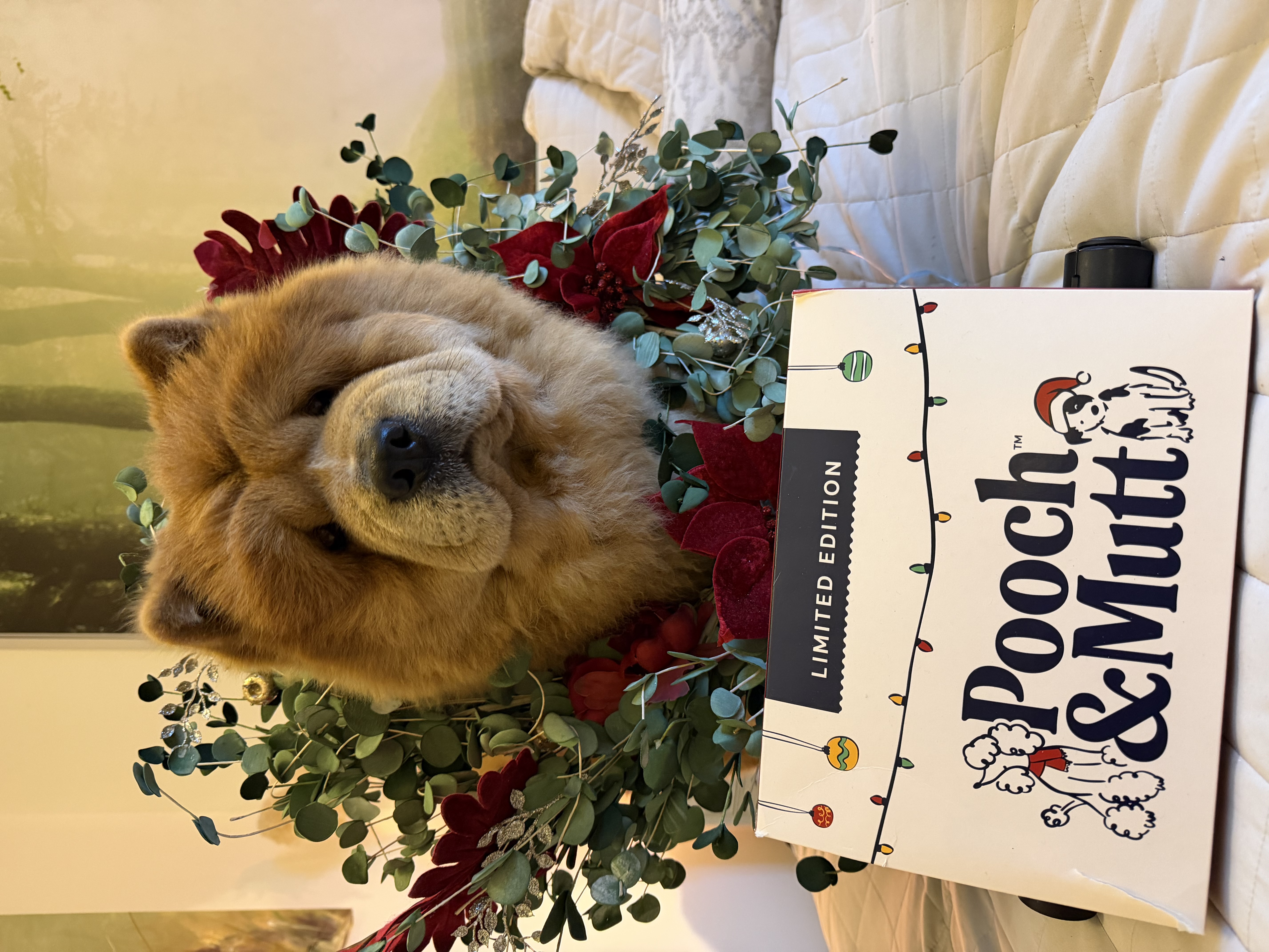 Fluffy ginger Chow Chow dog wearing a festive wreath of eucalyptus and red flowers, posing with a Pooch & Mutt box.