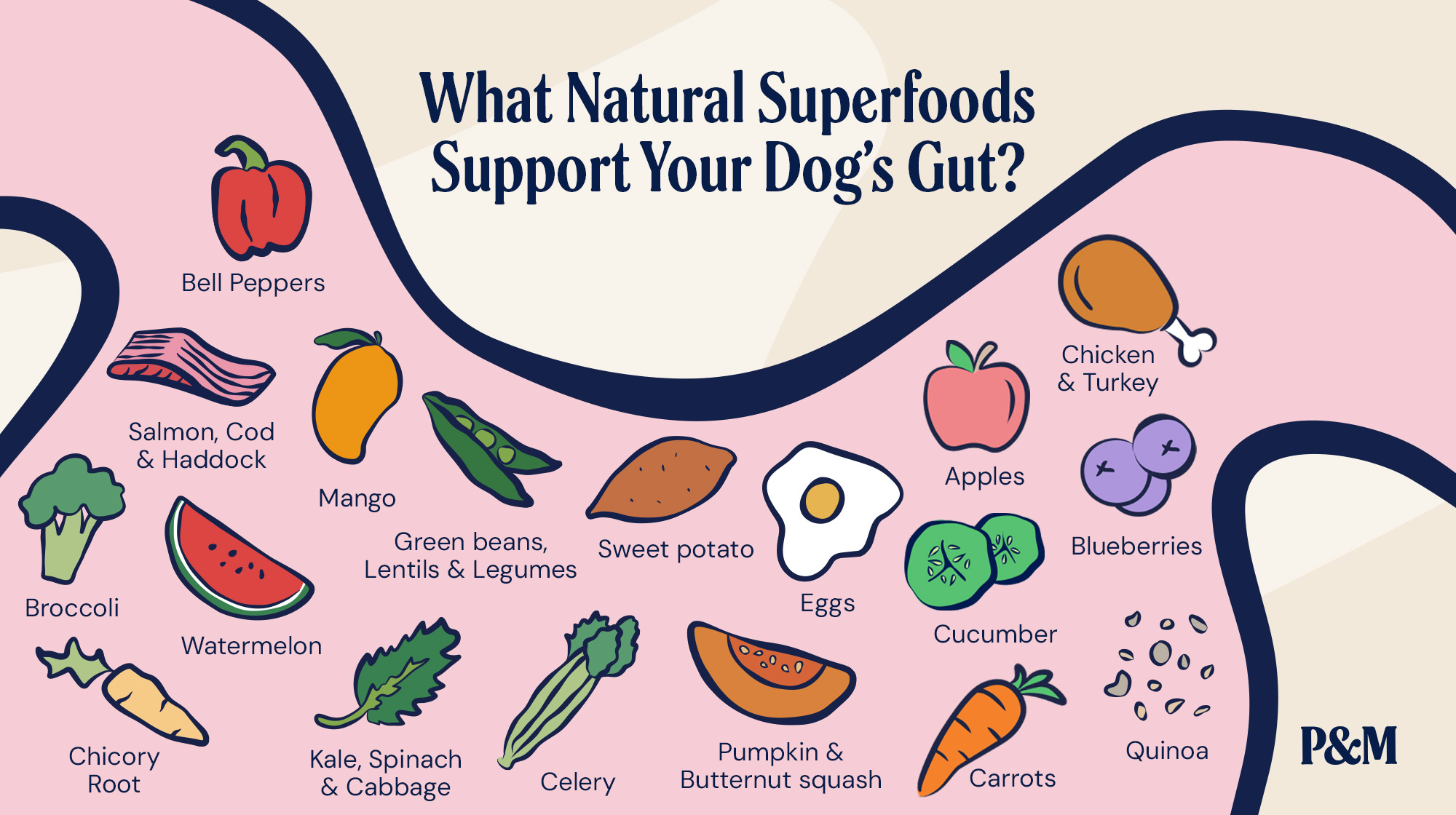 P&M BLOG GUT HEALTH WHAT NATURAL SUPERFOODS SUPPORT YOUR DOG-S GUT
