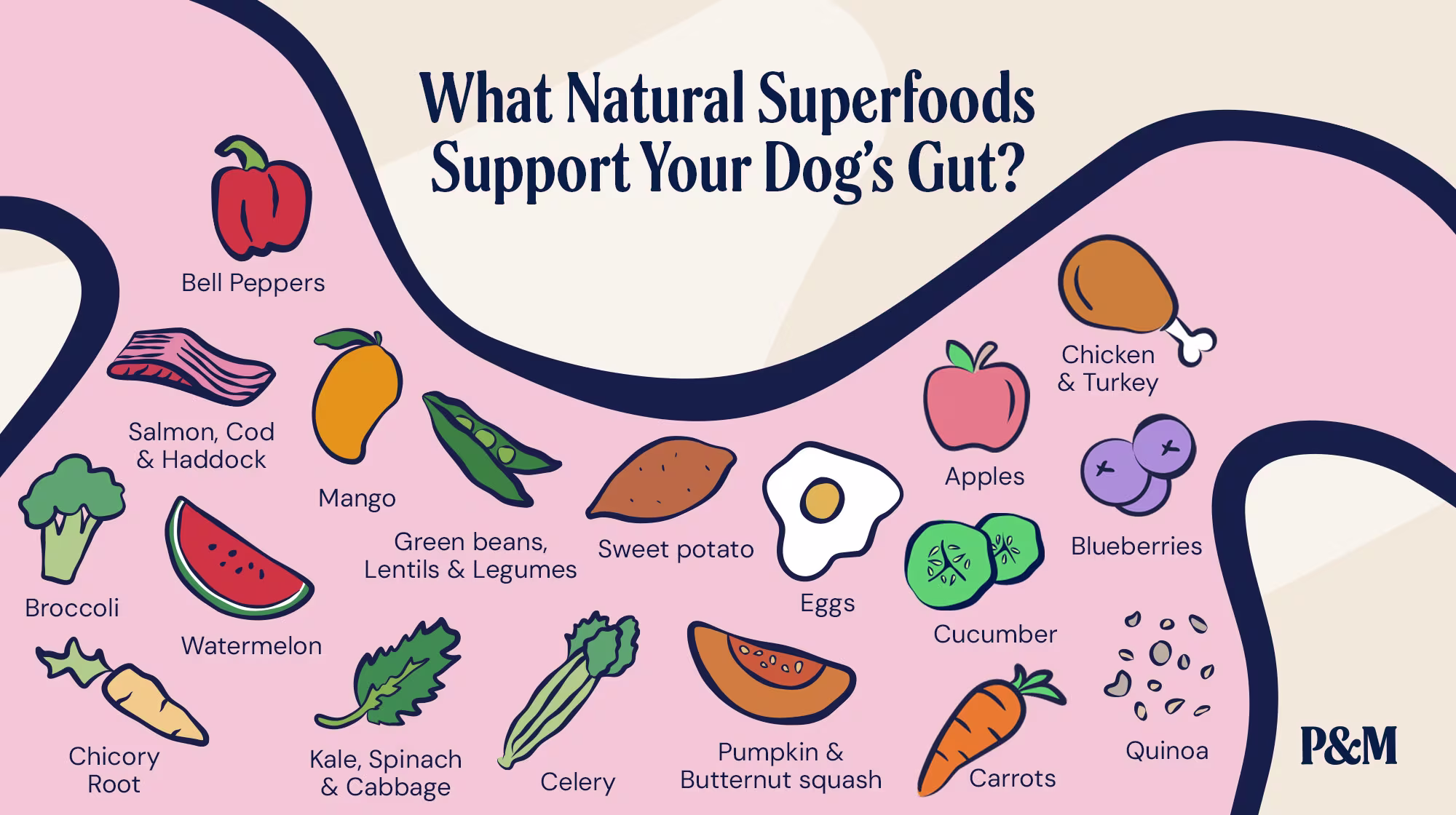 P&M BLOG GUT HEALTH WHAT NATURAL SUPERFOODS SUPPORT YOUR DOG-S GUT
