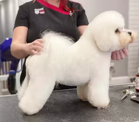 create a suitable grooming space for your dog at home