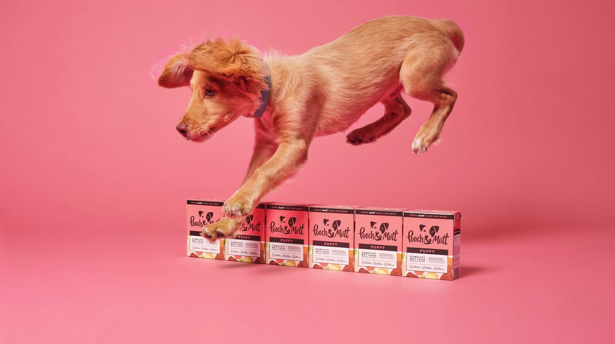 A golden coloured puppy with floppy ears, jumper over a line of Pooch & Mutt food in pink packaging, against a pink background