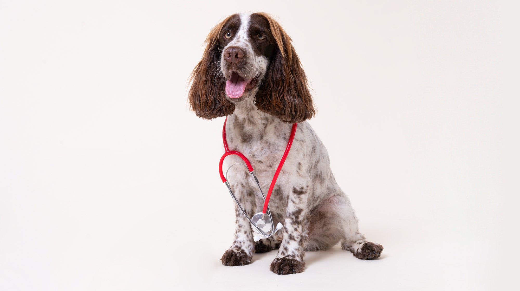 Acquiring BIOME9: Pooch & Mutt's venture into gut health science-Image 1